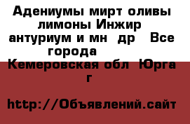 Адениумы,мирт,оливы,лимоны,Инжир, антуриум и мн .др - Все города  »    . Кемеровская обл.,Юрга г.